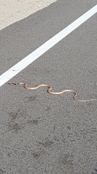 Snake Crossing Road Slithering on the Blacktop towards White Line. High quality photo