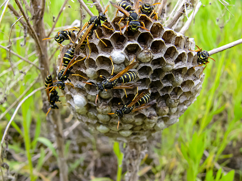 Wasp hive with wasps on the edge of the forest
