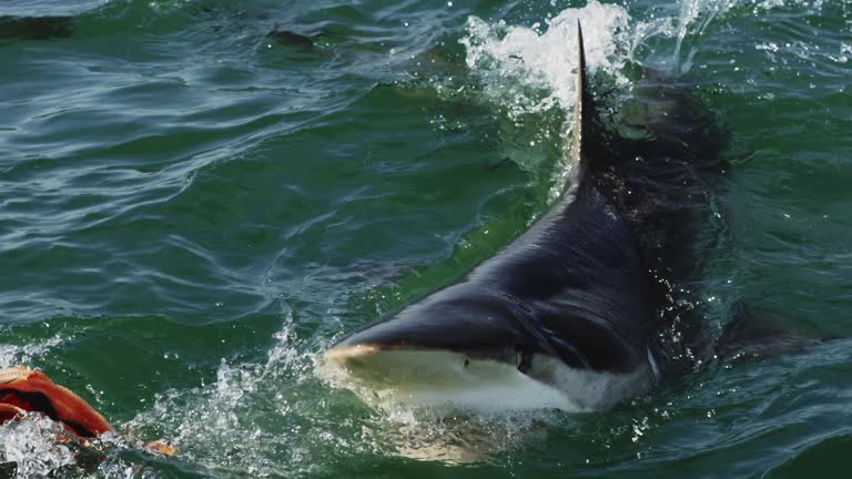 Great white shark breaches with mouth wide open showing all the way down her throat. Feeding of dangerous shark in open sea. Wild nature predators of South Africa. Wild animal. Shark jump out of water