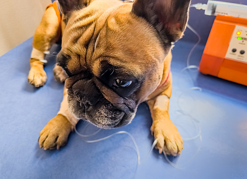 A French bulldog is being treated at a veterinary clinic. IV with catheter in the paw.
