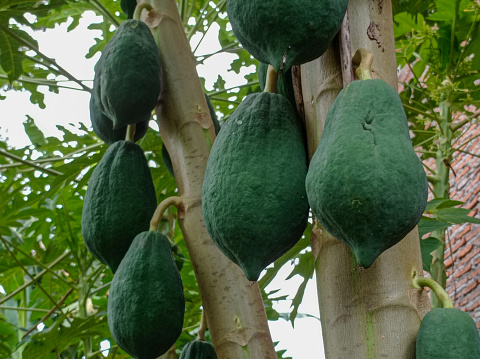 Green papayas in the garden