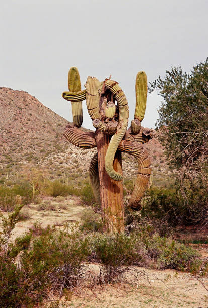 Arizona in 2003, from old camera film.