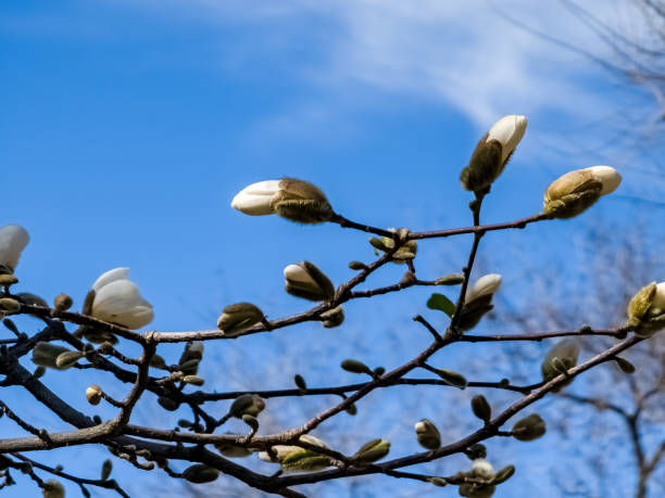 istock Spring blue sky and white magnolia kobus flowers 2149108830