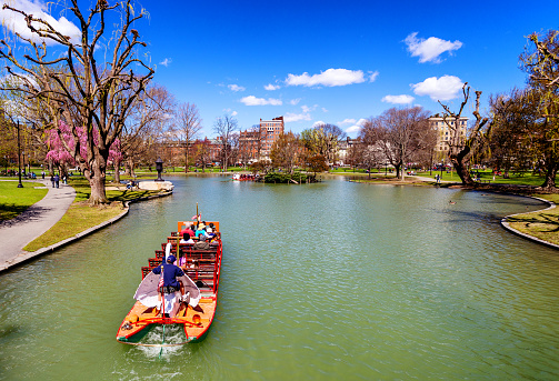 Boston, Massachusetts, USA - April 16, 2024: A Swan Boat full of people riding on the Boston Public Garden pond. Beacon Hill neighborhood buildings in the background.