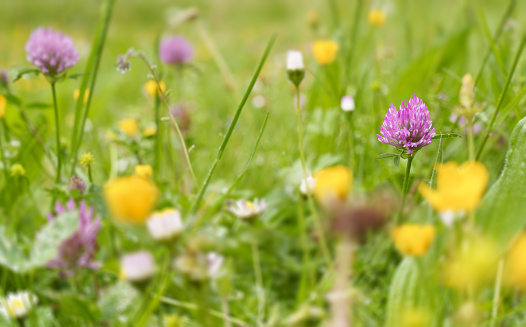 Red clover. Red clover or meadow clover (trifolium pratense) in the meadows of Euskadi.