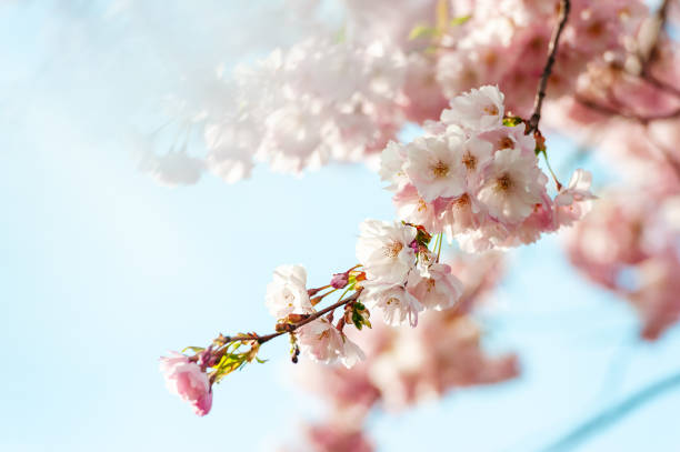 istock Selective focus of beautiful branches of pink Cherry blossoms on the tree under blue sky. 2149109273