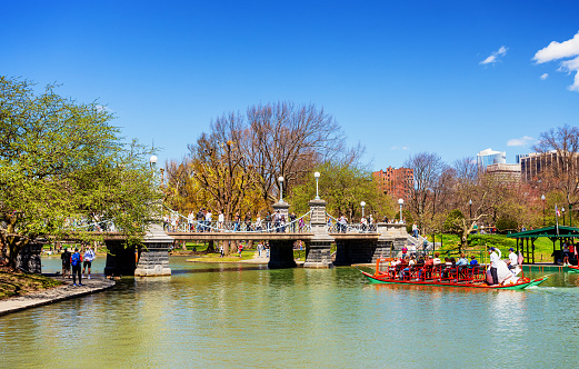 Boston, Massachusetts, USA - April 16, 2024: A Swan Boat full of people riding on the Boston Public Garden pond, approaching the pedestrian foot bridge.