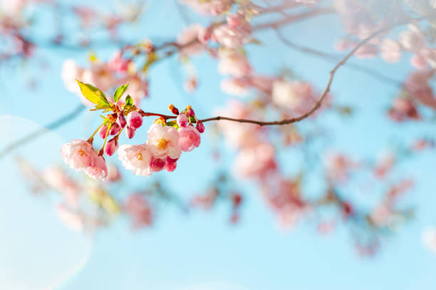 istock Motion Blur Background. Beautiful and cute pink cherry blossom against blue sky 2149109522