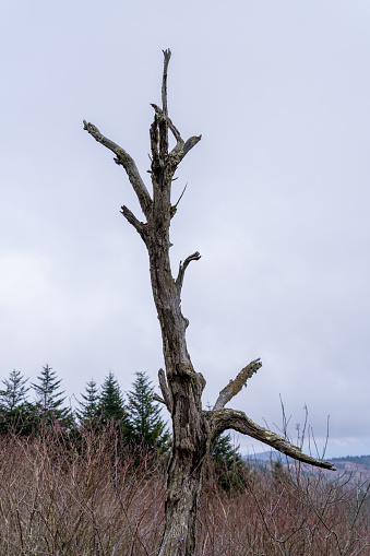 A Dead Tree in the Mount Rogers National Recreation Area on Top of a Bald in Virginia