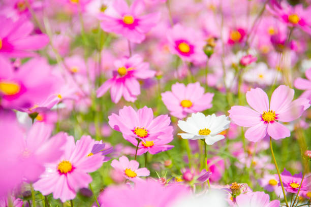 istock Sweet cosmos flowers 2149109798