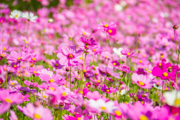 A striking deep pink cosmos flower with contrasting white streaks, blooming vividly against a lush green background.