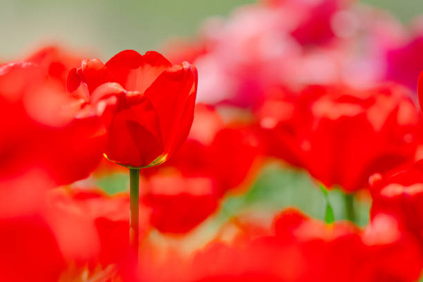 Beautiful tulips blooming in the agricultural park