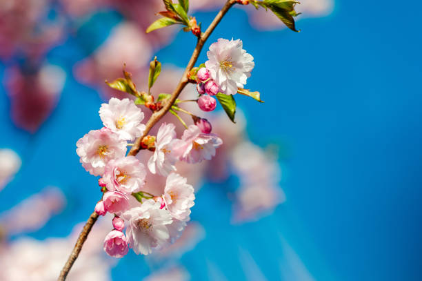 pink flowers of blooming sakura tree in spring. springtime.