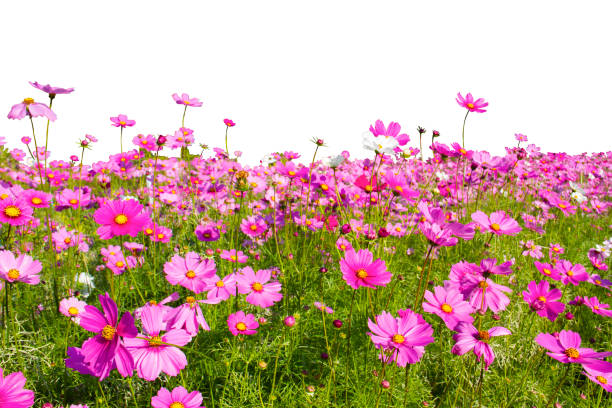 Sweet cosmos flower field dicut on white background
