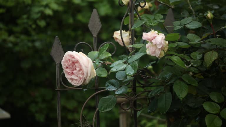 Pink roses on a nostalgic metallic fence with dark green bokeh background
