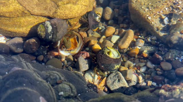 Funny Hermit Crab Eating A Sea Snail While Pushing Away Competition.