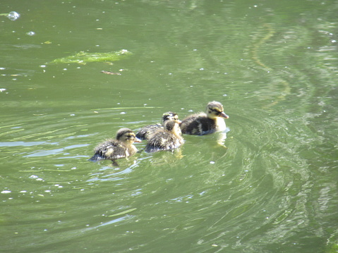 Ducklings in green water