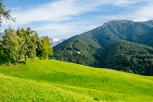 A vibrant green alpine meadow stretches across the foreground, adorned with lush trees on the left. The rolling hills, covered in bright green grass, lead the eye toward the dark green mountains in the distance. Above, the sky is a serene and cloudless blue, creating a harmonious scene of natural beauty.