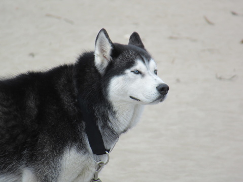 Husky dog with blue eyes on a beach