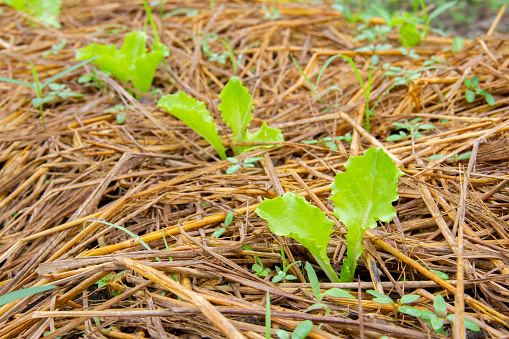 Close-up of salad seedlings in a row of seedlings on the vegetable field. organic vegetable concept.