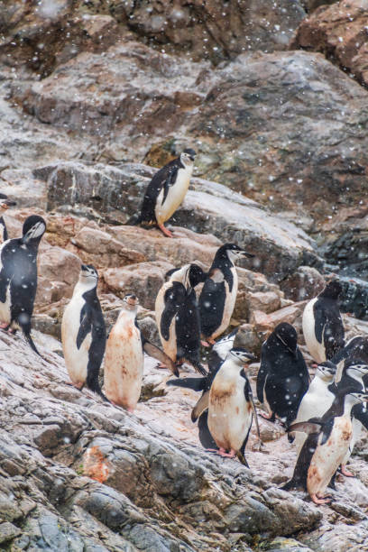istock Chinstrap Penguins in the snow 2149111724