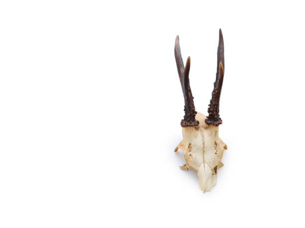 Deer skull top view isolated on white background with copy space