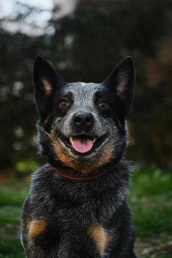 A close-up portrait of an Australian cattle dog in a spring park. A happy beautiful grey spotted purebred dog with red cheeks. Blue Heeler walks outside