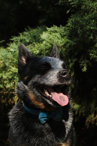 A close-up portrait of an Australian cattle dog in a spring park. A happy beautiful grey spotted purebred dog with red cheeks. Blue Heeler with blue bow tie