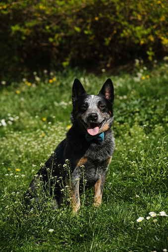 Portrait of an Australian cattle dog in a spring park. A happy beautiful grey spotted purebred dog with red cheeks sits in green grass. Blue Heeler with blue bow tie