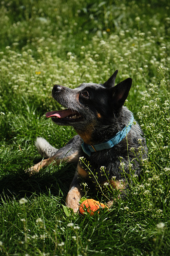 Portrait of an Australian cattle dog in a spring park playing with toy carrot. A happy beautiful grey spotted purebred dog with red cheeks lies in green grass. Blue Heeler with blue bow tie