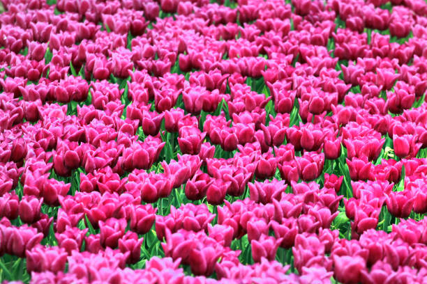 Dutch Tulips in the Field Ready for Harvest, Retro Effect
