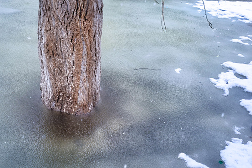Tree trunk in frozen water, spring melt water froze the tree.
