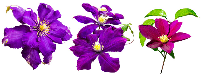 purple flower of clematis. clematis flower  isolated  on a white background