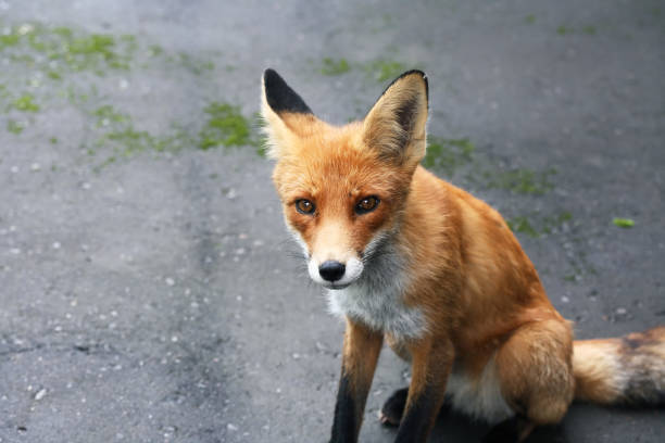 istock Portrait Of A Fox 2149114226
