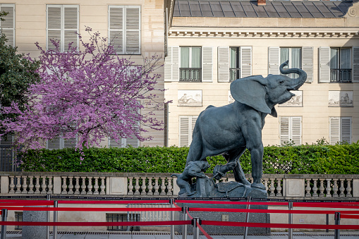 Paris, France - 04 12 2024: Orsay Museum. View of a Marble Sculpture of an Elephant carved by Emmanuel Frémiet and a cherry tree in bloom