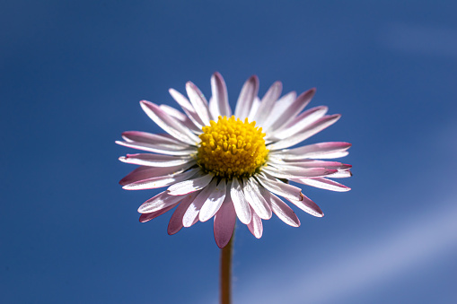 field daisy flower against the sky