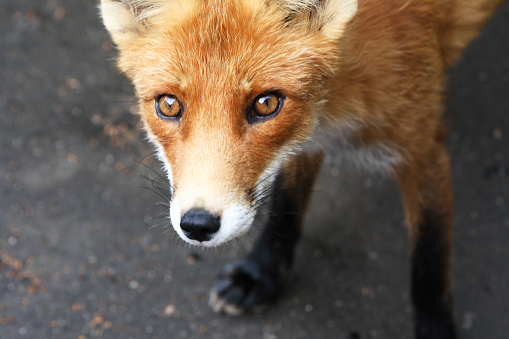 Portrait of a nice young wild fox with frightened eyes