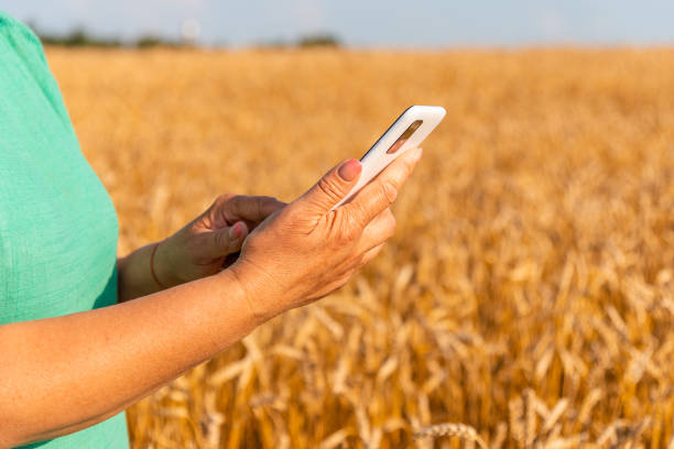 Female farmer hands in ripe wheat field and using mobile phone, selective focus.Summer day.