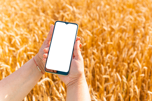 Mockup image.Female farmer standing in wheat field and using mobile phone,selective focus.Closeup.