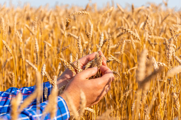 istock Agronomist man inspecting wheat plants in a field before the harvest.Checking seed development.Organic farming and food production concept.Close-up. 2149115345