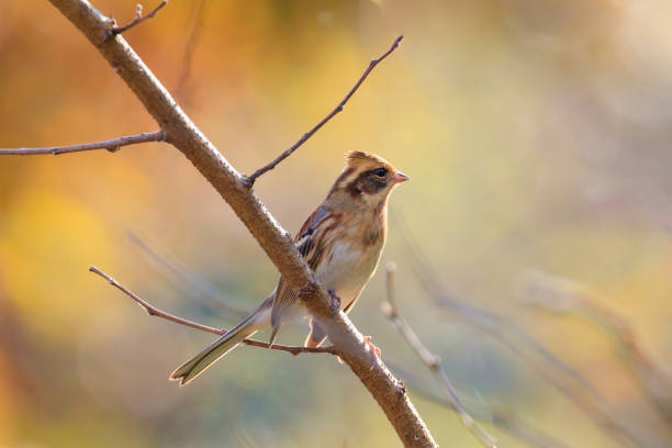istock yellow-throated bunting sitting on a tree branch in the forest 2149115802