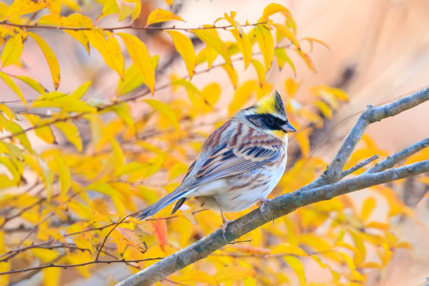 istock yellow-throated bunting sitting on a tree branch in the forest 2149115809
