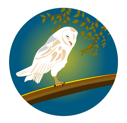 Vector minimalist illustration with barn owl on branch at night in night forest