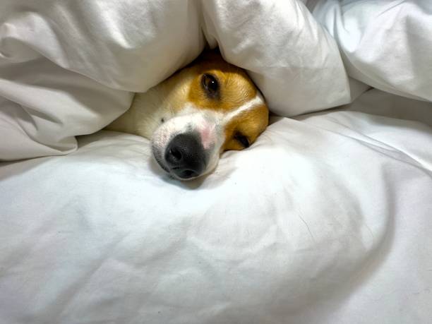 istock Cute corgi face on the bed 2149116172