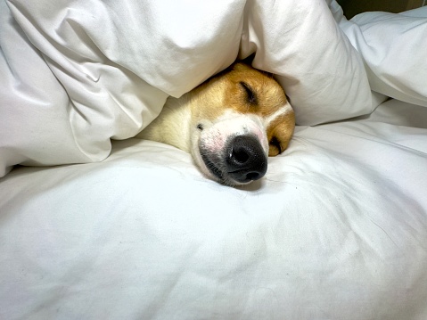 Welsh corgi dog sleep on the bed