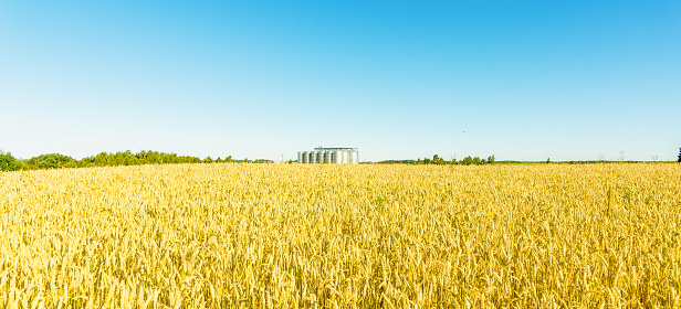 Grain storage silos system,golden wheat field under a summer blue clear sky.Banner,advertisement,promotion.