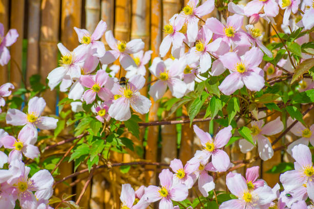 istock Bumblebee on a flower in a colorful garden in bright sunlight in springtime 2149116527