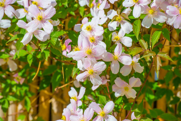 istock Bumblebee on a flower in a colorful garden in bright sunlight in springtime 2149116596