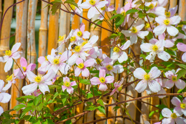 istock Bumblebee on a flower in a colorful garden in bright sunlight in springtime 2149116624