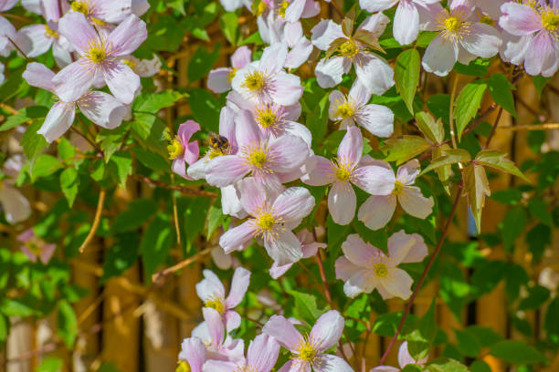 istock Bumblebee on a flower in a colorful garden in bright sunlight in springtime 2149116747